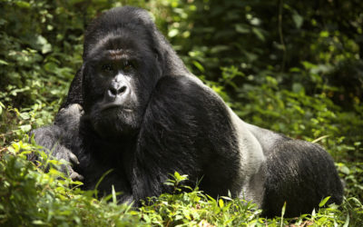 3 Days Gorilla Trekking And Batwa Experience