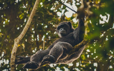 4 Days Double Gorilla Trekking (Uganda & Rwanda)