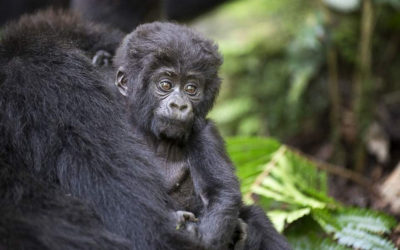 10-Day Uganda and Rwanda Private Safari Tour
