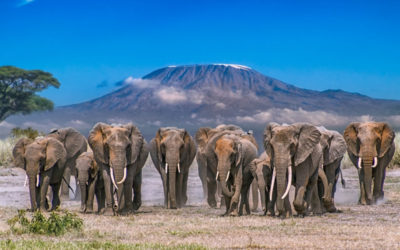 6-Day Amboseli, Lake Naivasha and Mara – Mid-Range
