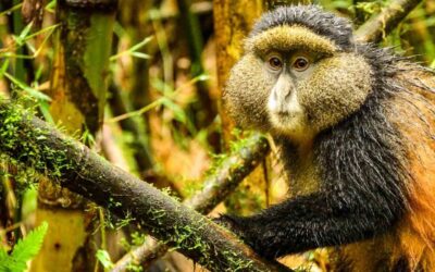 2 Days Golden Monkey Trekking & Bisoke Hike