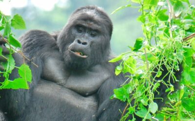 4-Day Chimpanzee and Gorilla Tracking Rwanda