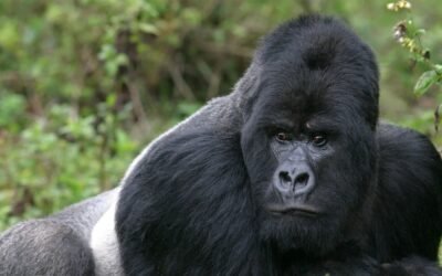 2 Days Gorilla Trekking In Uganda