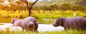 Akagera-Hippos in Rwanda