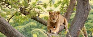 Treec climbing lion in Uganda