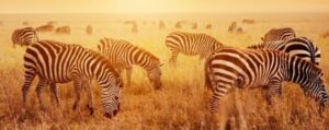 Zebras at Serengeti NP Tanzania